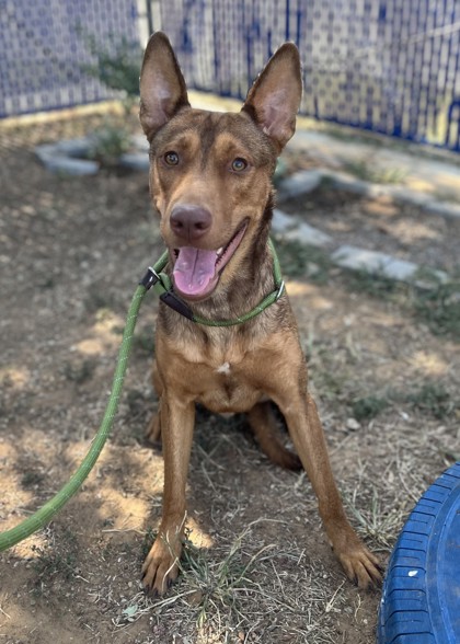 Chunk, a Shepherd, available for adoption