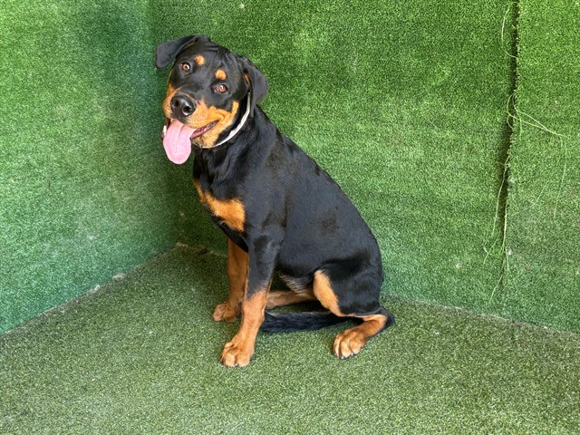 Roxy, a Rottweiler, available for adoption