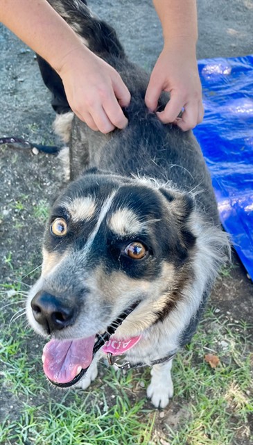 Meiko, a Australian Shepherd (mix breed), available for adoption