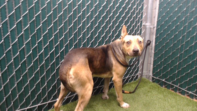 Cyril, a German Shepherd, available for adoption