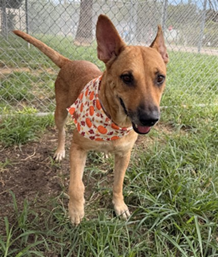Cindy, a Shepherd (mix breed), available for adoption