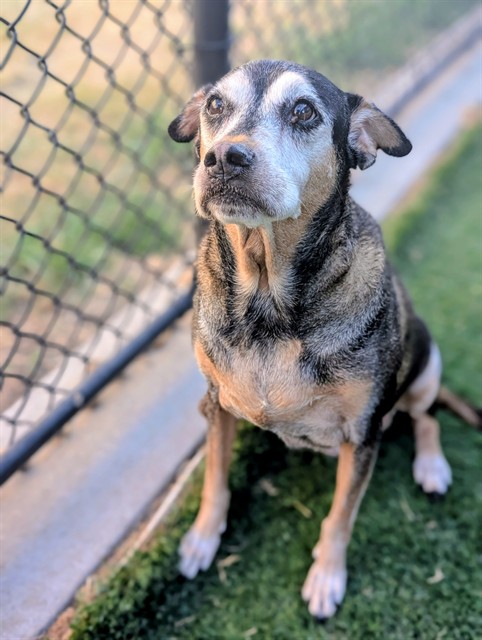 Harley, a American Staffordshire Terrier, available for adoption