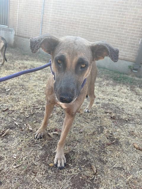 A480862, a German Shepherd (mix breed), available for adoption