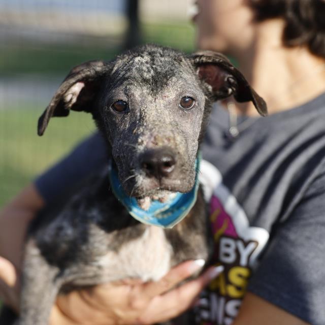 Mary, a Terrier (mix breed), available for adoption