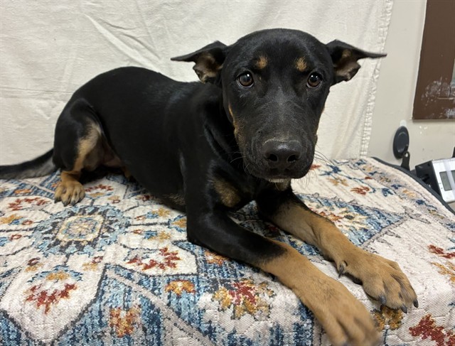 Luigi, a Bullmastiff, available for adoption