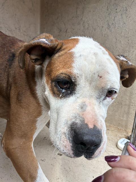 A481004, a Pit Bull Terrier (mix breed), available for adoption