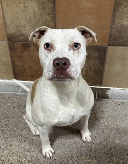 Maple, a Pit Bull Terrier, available for adoption
