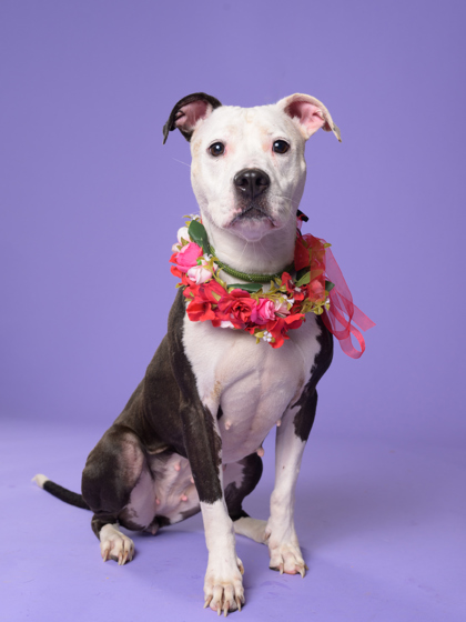 Dutchess, a Pit Bull Terrier (mix breed), available for adoption