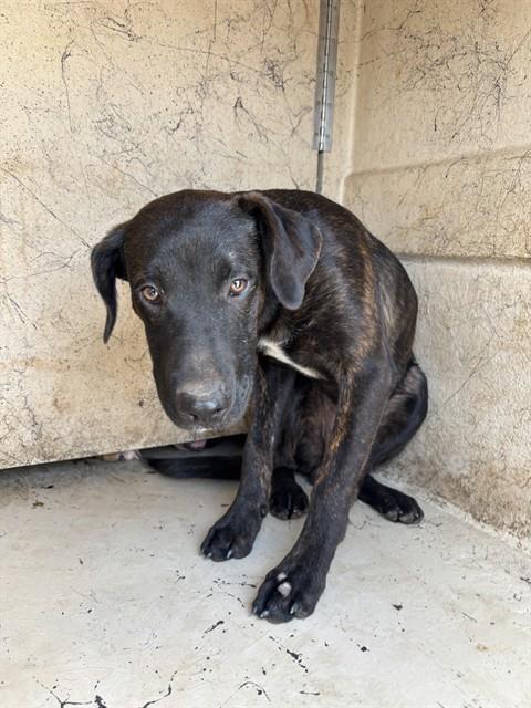 A481109, a Black Labrador Retriever (mix breed), available for adoption