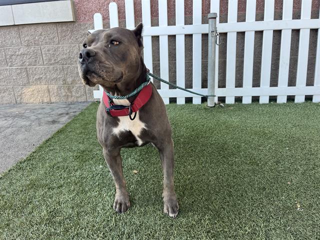 Bri, a Pit Bull Terrier, available for adoption