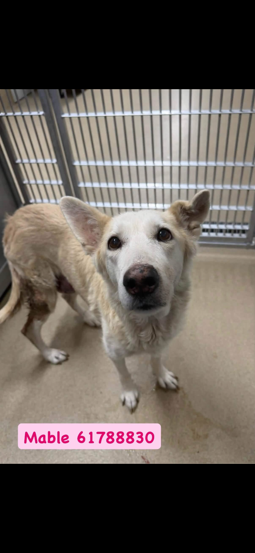Mable, a German Shepherd, available for adoption