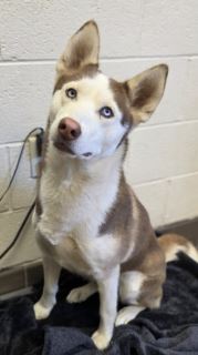 Baby, a Siberian Husky, available for adoption