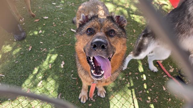 Hunter, a German Shepherd, available for adoption