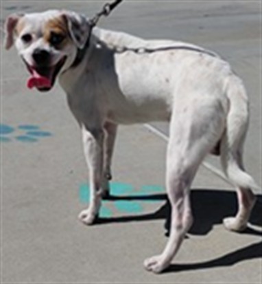 Chuck, a Chihuahua, available for adoption