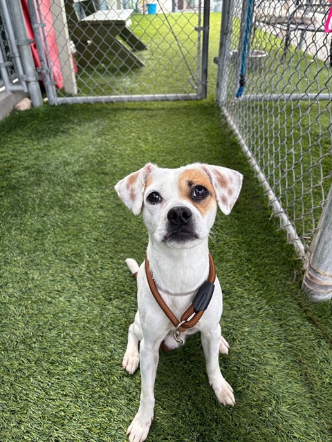 Chuck, a Chihuahua, available for adoption