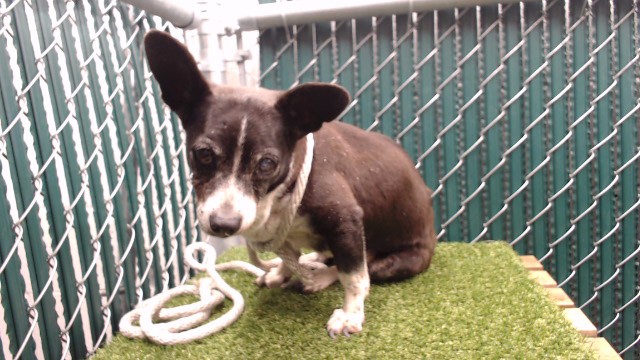 Sara, a Chihuahua, available for adoption