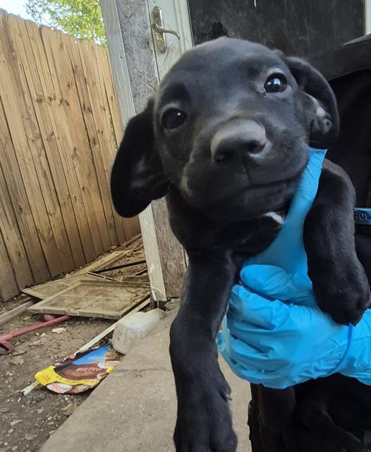 Puppy 2, a American Staffordshire Terrier (mix breed), available for adoption