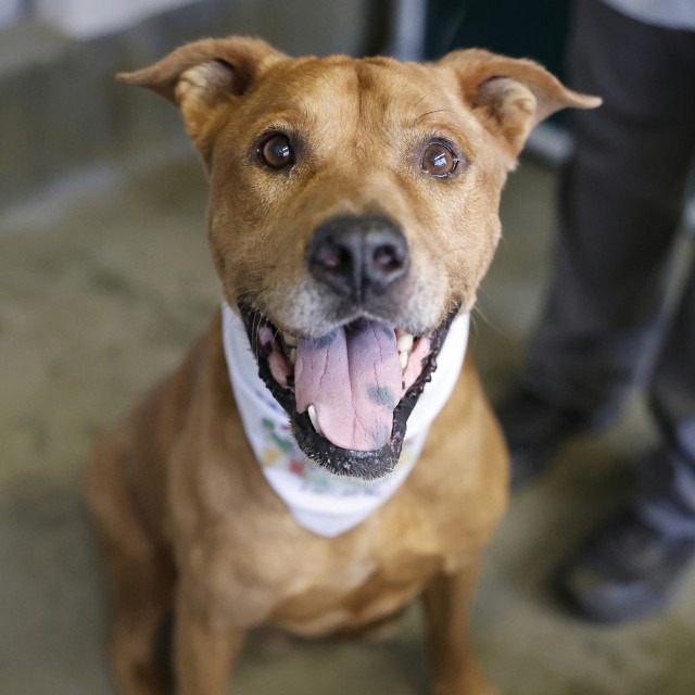 Utah, a Retriever, available for adoption