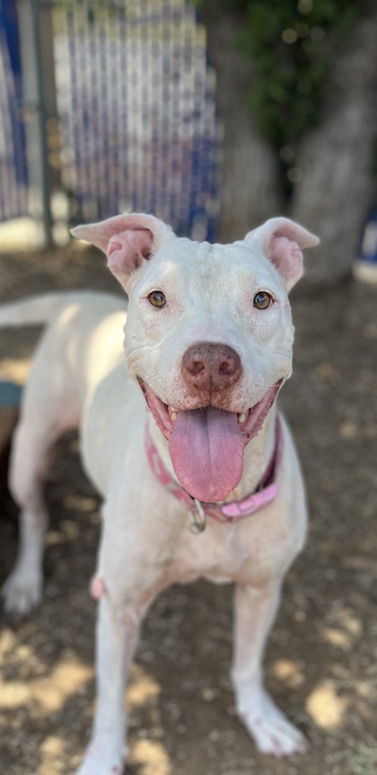 Sarah, a Pit Bull Terrier, available for adoption