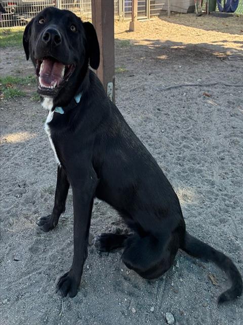 Juniper, a Labrador Retriever (mix breed), available for adoption