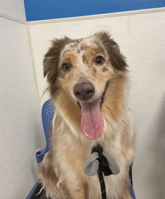 Daisy, a Australian Shepherd, available for adoption
