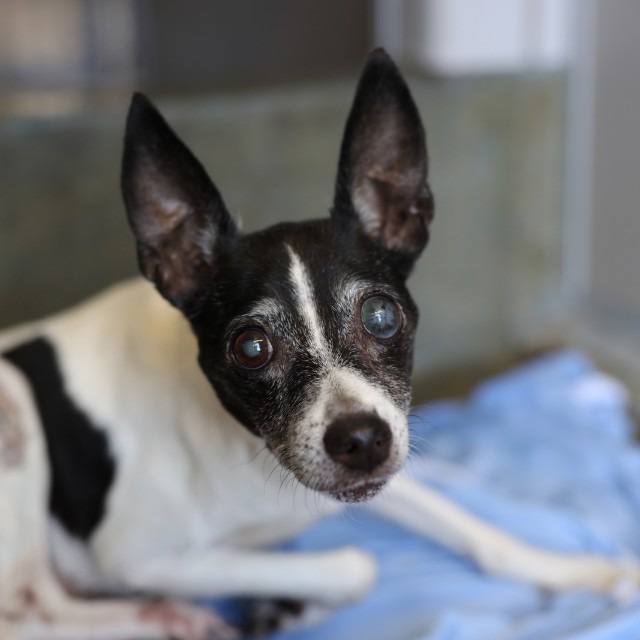 Maria, a Chihuahua (mix breed), available for adoption