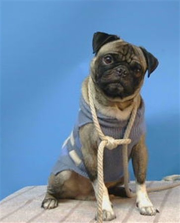 A5807932, a Pug, available for adoption