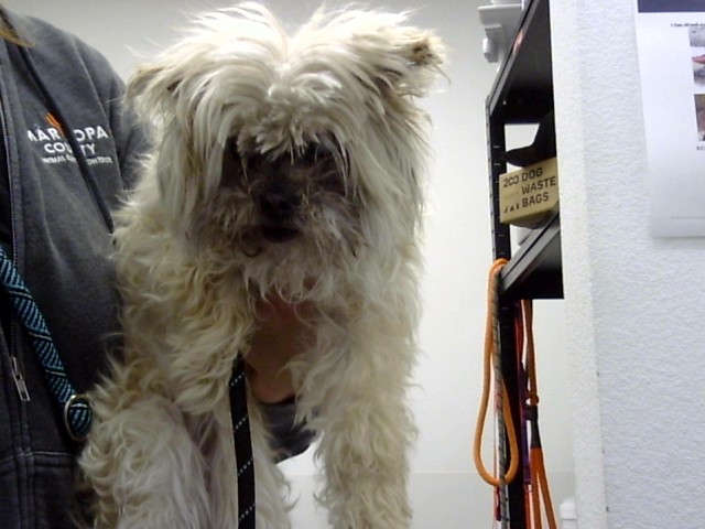 Dorothy, a Maltese (mix breed), available for adoption