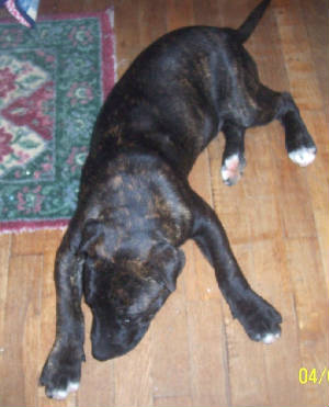 Main Photo of this Dog