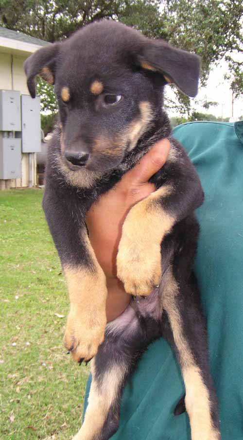 Other Photos of thie Dog