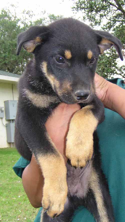 Other Photos of thie Dog