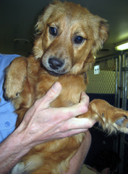 Other Photos of thie Dog