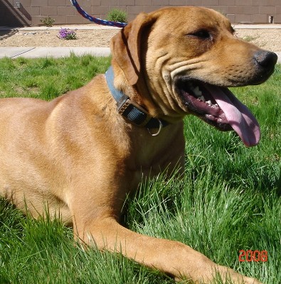 Other Photos of thie Dog