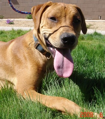 Other Photos of thie Dog