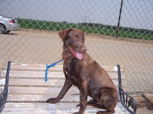 Other Photos of thie Dog