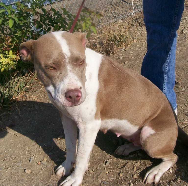 Other Photos of thie Dog
