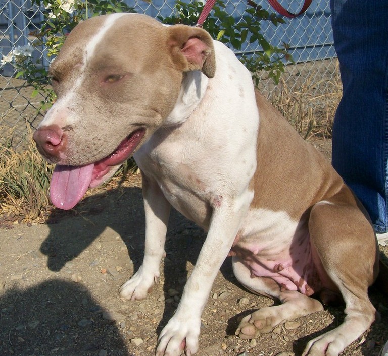 Other Photos of thie Dog