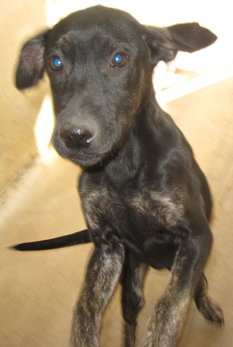Other Photos of thie Dog