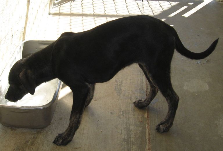 Other Photos of thie Dog