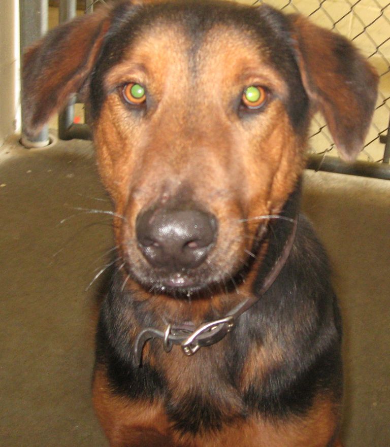 Other Photos of thie Dog