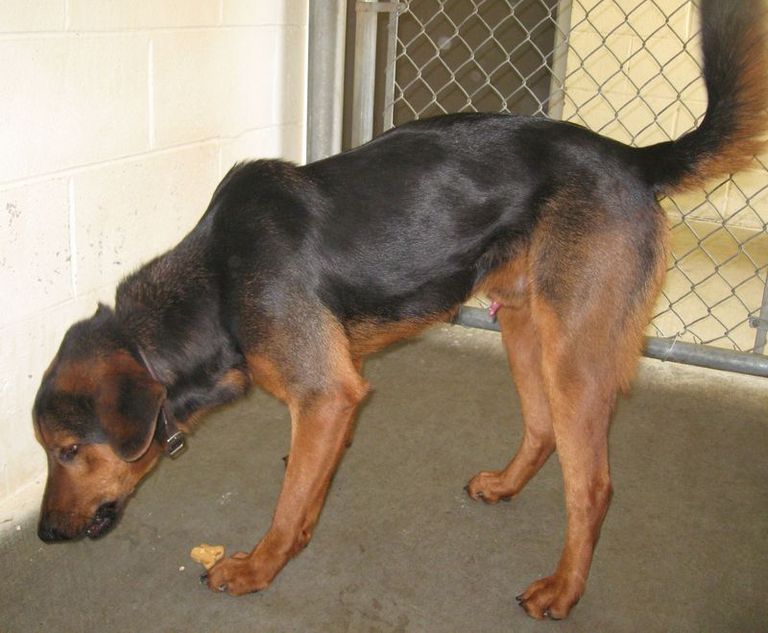 Other Photos of thie Dog