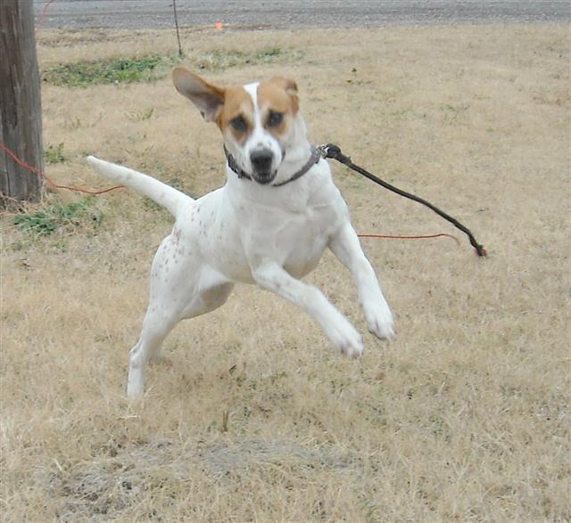 Other Photos of thie Dog