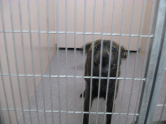 Other Photos of thie Dog