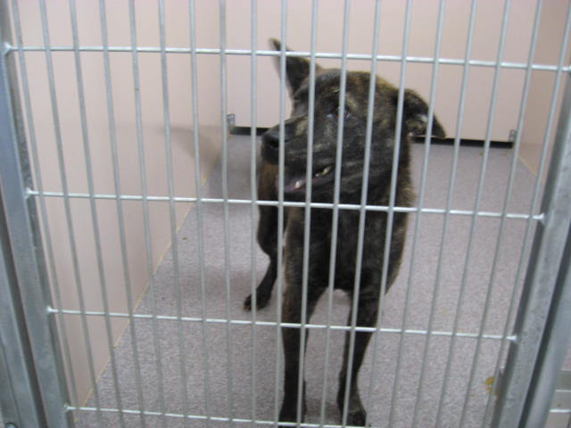 Other Photos of thie Dog
