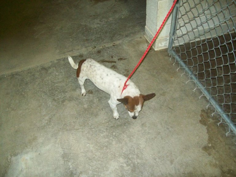 Other Photos of thie Dog