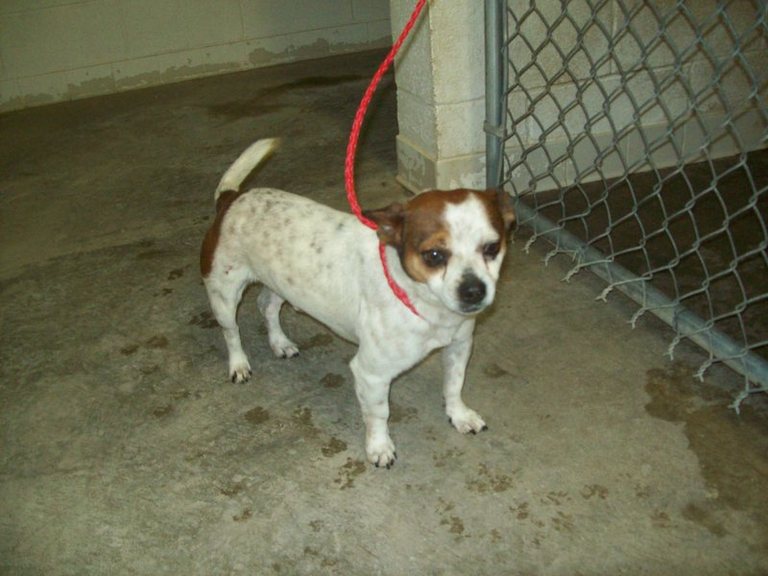 Other Photos of thie Dog
