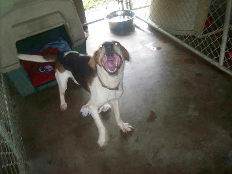 Other Photos of thie Dog