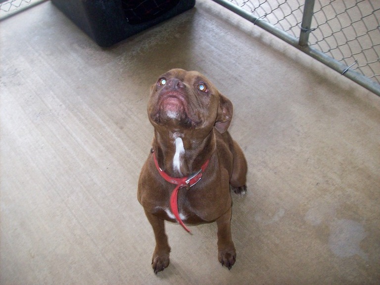 Other Photos of thie Dog