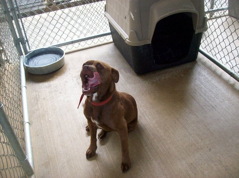 Other Photos of thie Dog