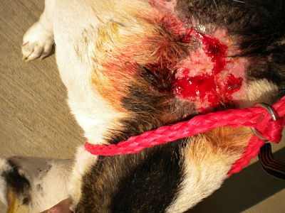 Other Photos of thie Dog